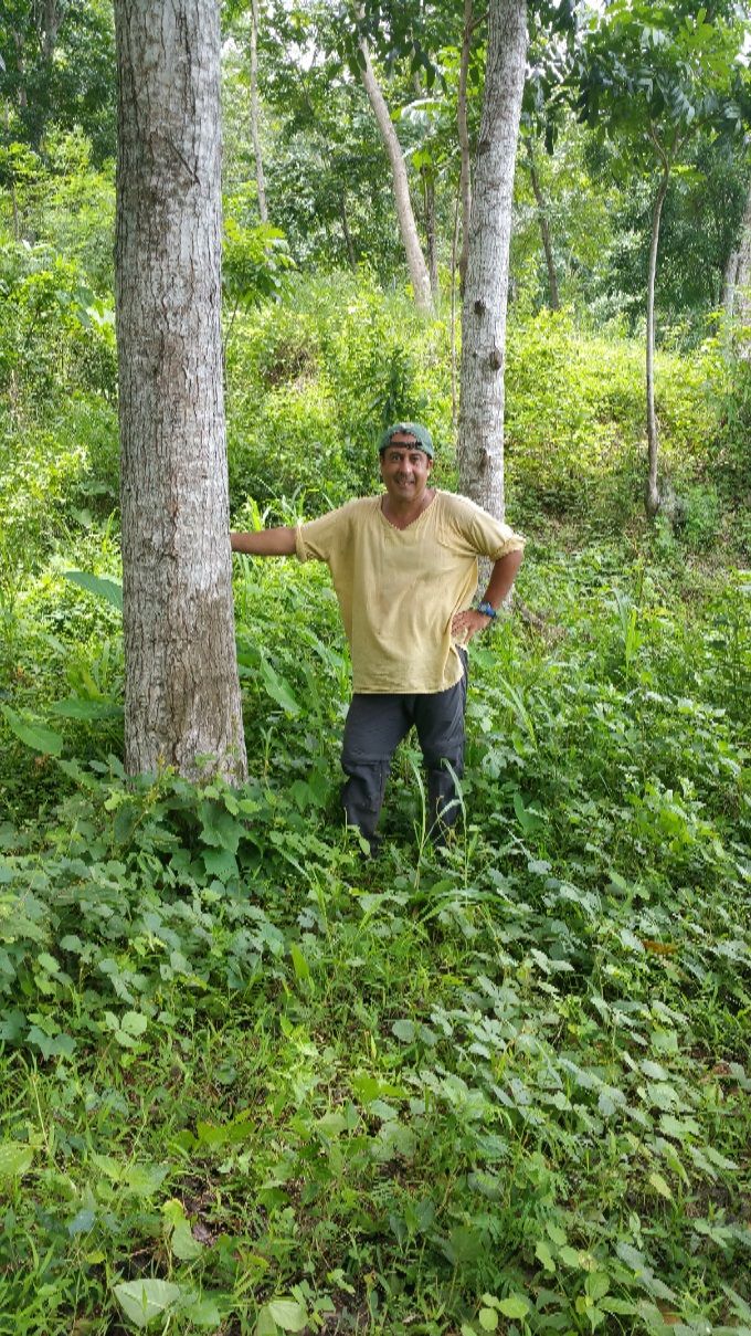 Switenia macrophylla  (acajou), plantations près de Dancalan