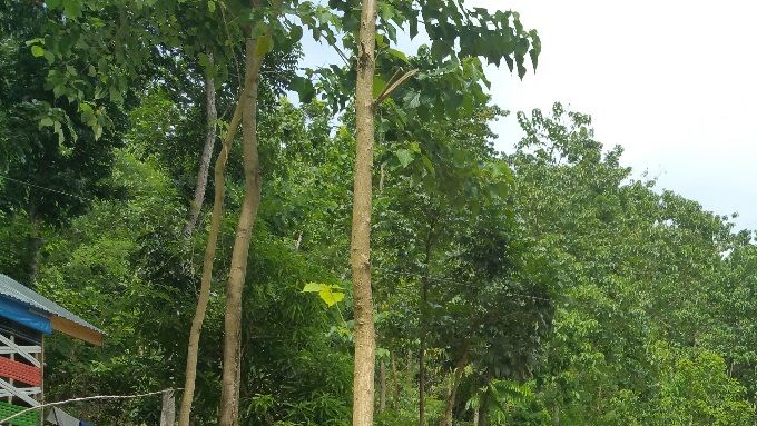 Premiers terrains plantés à Dancalan , Ilog Negros occ.  Au départ la route était un chemin en terre (Petite parcelle de quelques hectares)