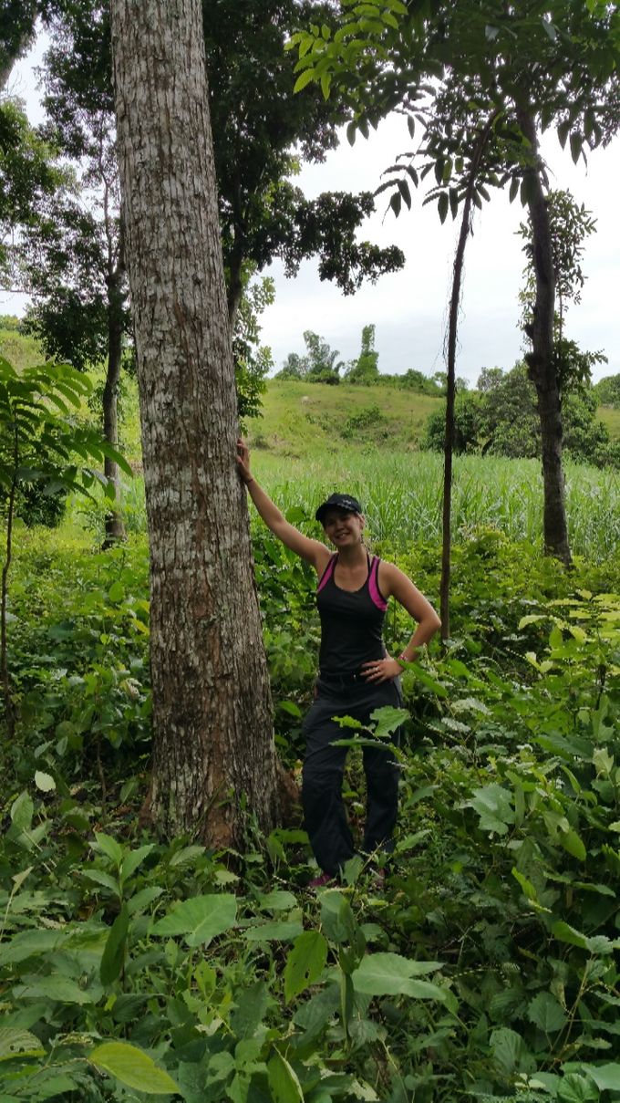 Un acajou âgé de 18 ans (terrain situé à Dancalan à 2 min de marche)