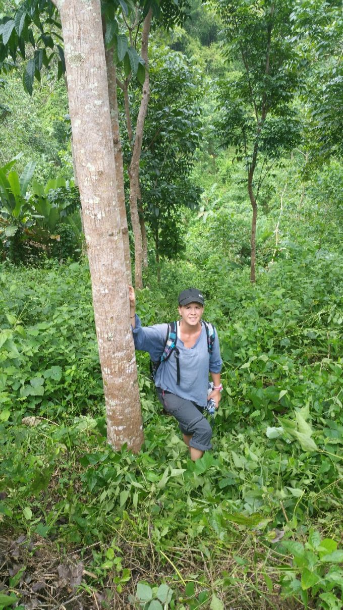 Un acajou âgé de 10 ans (terrain situé à Cansilayan à une heure de marche)