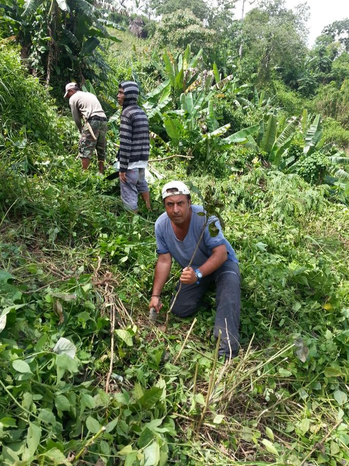 plantation d'un acajou