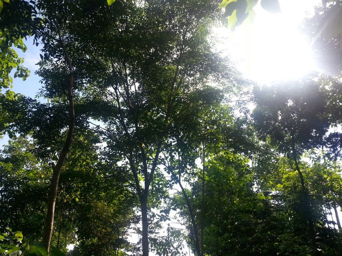 Un narra (arbres national des Philippines)