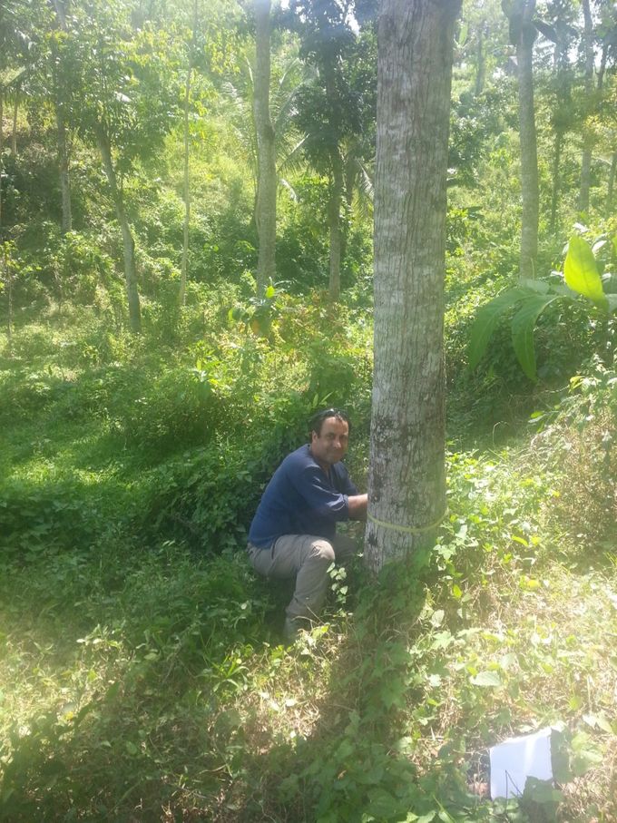 Des mesures son faites régulièrement.  La densité d'arbres à l'hectare varie suivant l'âge des arbres. On commence souvent par 1000 par hectares avant de réduire jusqu'à 200 à 300. 