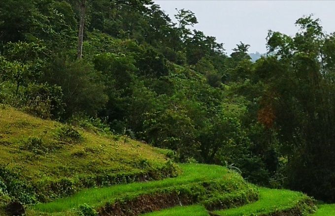 Rizière dans les Visayas